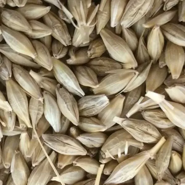 Barley Seed - Alberta Seed Company