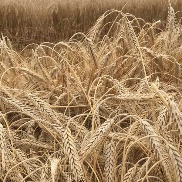 Spring Triticale Seed - Alberta Seed Company
