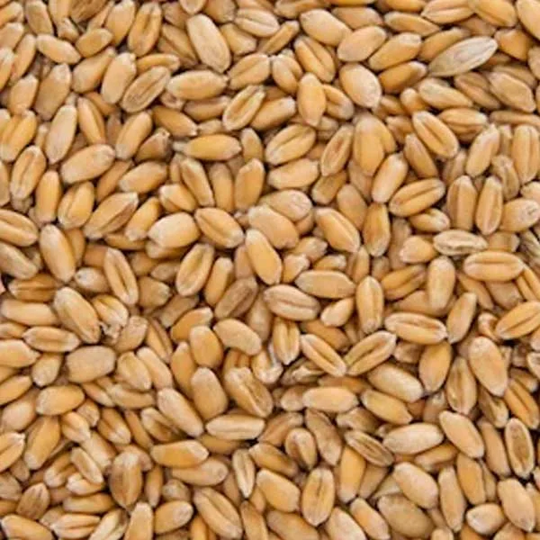 Wheat Seeds - Alberta Seed Company