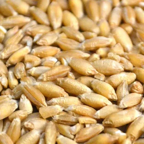 Winter Triticale Seed - Alberta Seed Company