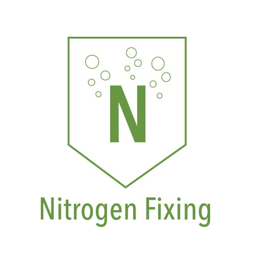 Nitrogen Fixing