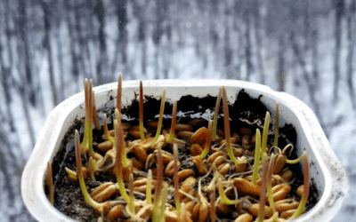 Can You Grow Barley At Home?