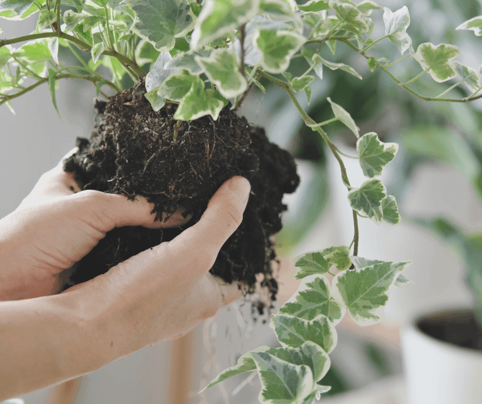 How to Fertilize Indoor Plants? Fabian Seed Farms Inc.