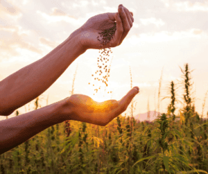 Organic Fertilizers - Sustainable Choice For Agriculture